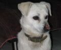 Βρέθηκε σκύλος στα Βριλήσσια Αττικής να σέρνει την σπασμένη αλυσίδα του