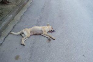 Χρυσό Σερρών: Δημοτικός σύμβουλος σκότωσε σκόπιμα με το Ι.Χ. τη σκυλίτσα αλλά συνελήφθη
