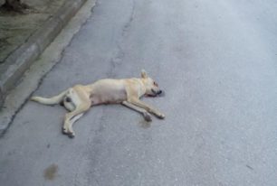 Σέρρες: Αθωώθηκε ο δημοτικός σύμβουλος που κατηγορήθηκε ότι σκότωσε σκύλο με Ι.Χ.