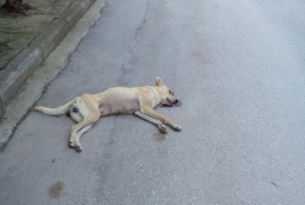 Σέρρες: Αθωώθηκε ο δημοτικός σύμβουλος που κατηγορήθηκε ότι σκότωσε σκύλο με Ι.Χ.