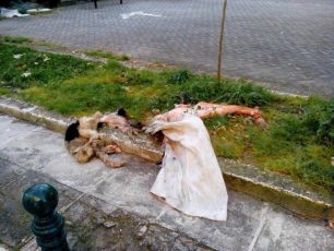 Ζάκυνθος: Σκότωσε, έγδαρε και πέταξε τον σκύλο