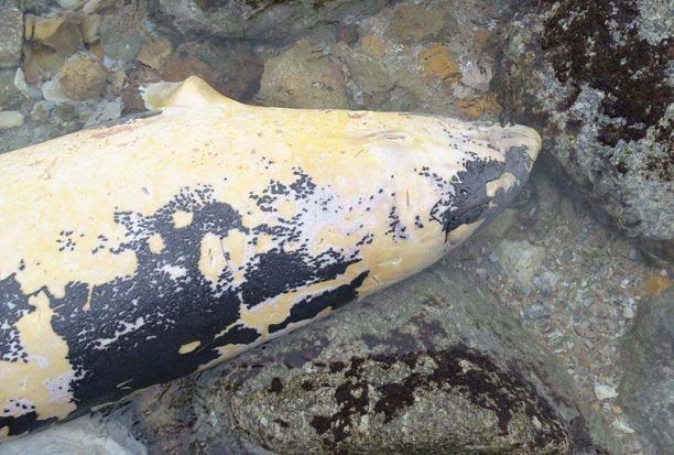 Νεκρή νεαρή φάλαινα εκβράστηκε στη Νάξο