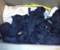 12 νεογέννητα κουτάβια πεταμένα ζωντανά σε κάδο σκουπιδιών στην Ραχιά Ημαθίας