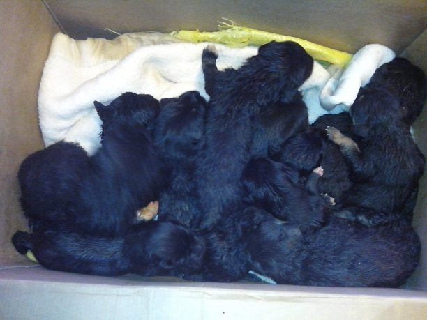 12 νεογέννητα κουτάβια πεταμένα ζωντανά σε κάδο σκουπιδιών στην Ραχιά Ημαθίας