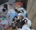 Αντίρριο Ναυπακτίας: 7 ζωντανά κουτάβια σαν σκουπίδια πεταμένα στον κάδο