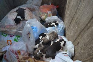 Αντίρριο Ναυπακτίας: 7 ζωντανά κουτάβια σαν σκουπίδια πεταμένα στον κάδο