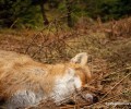 Δύο σκυλιά και μια αλεπού νεκρά από φόλες στο Πανεπιστημιακό Δάσος Περτουλίου