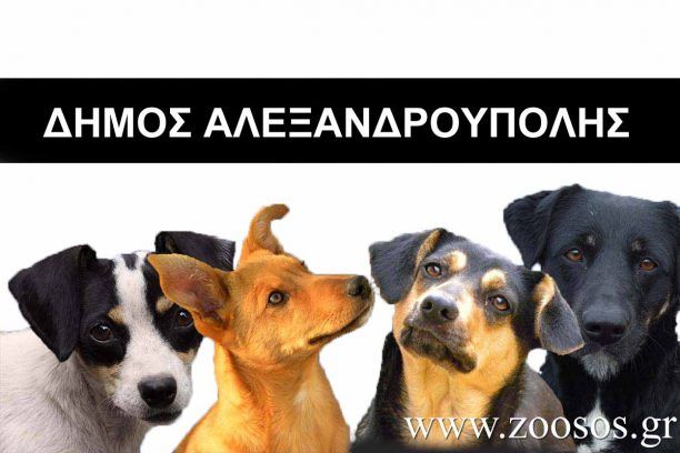 Απέτρεψαν τη δολοφονία τριών αδέσποτων σκύλων στην Αλεξανδρούπολη