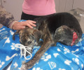 Κεφαλλονιά: Έσωσαν τον σκύλο που κάποιος σούβλισε με τρίαινα