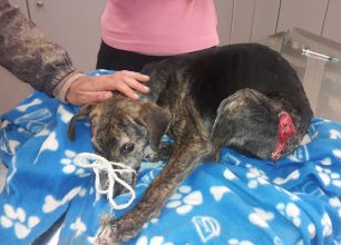 Κεφαλλονιά: Έσωσαν τον σκύλο που κάποιος σούβλισε με τρίαινα