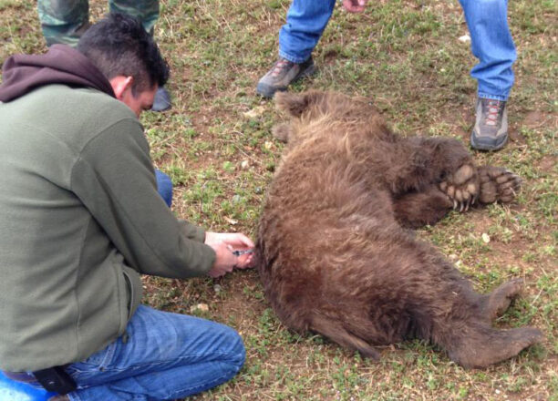 Πυροβολημένη στο κεφάλι νεαρή αρκούδα στο Βροντερό Φλώρινας