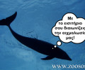 Ζητούν από τους ευρωβουλευτές να συνδράμουν στην απαγόρευση των δελφιναρίων