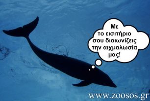 Ζητούν από τους ευρωβουλευτές να συνδράμουν στην απαγόρευση των δελφιναρίων