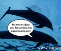 Ακόμα ένα δελφίνι πέθανε αιχμάλωτο στο δελφινάριο του Αττικού Ζωολογικού Πάρκου στα Σπάτα