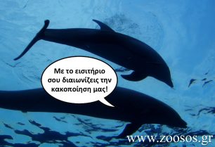 Ο Δήμος Σπάτων – Αρτέμιδος επιτρέπει στο παράνομο δελφινάριο να λειτουργεί