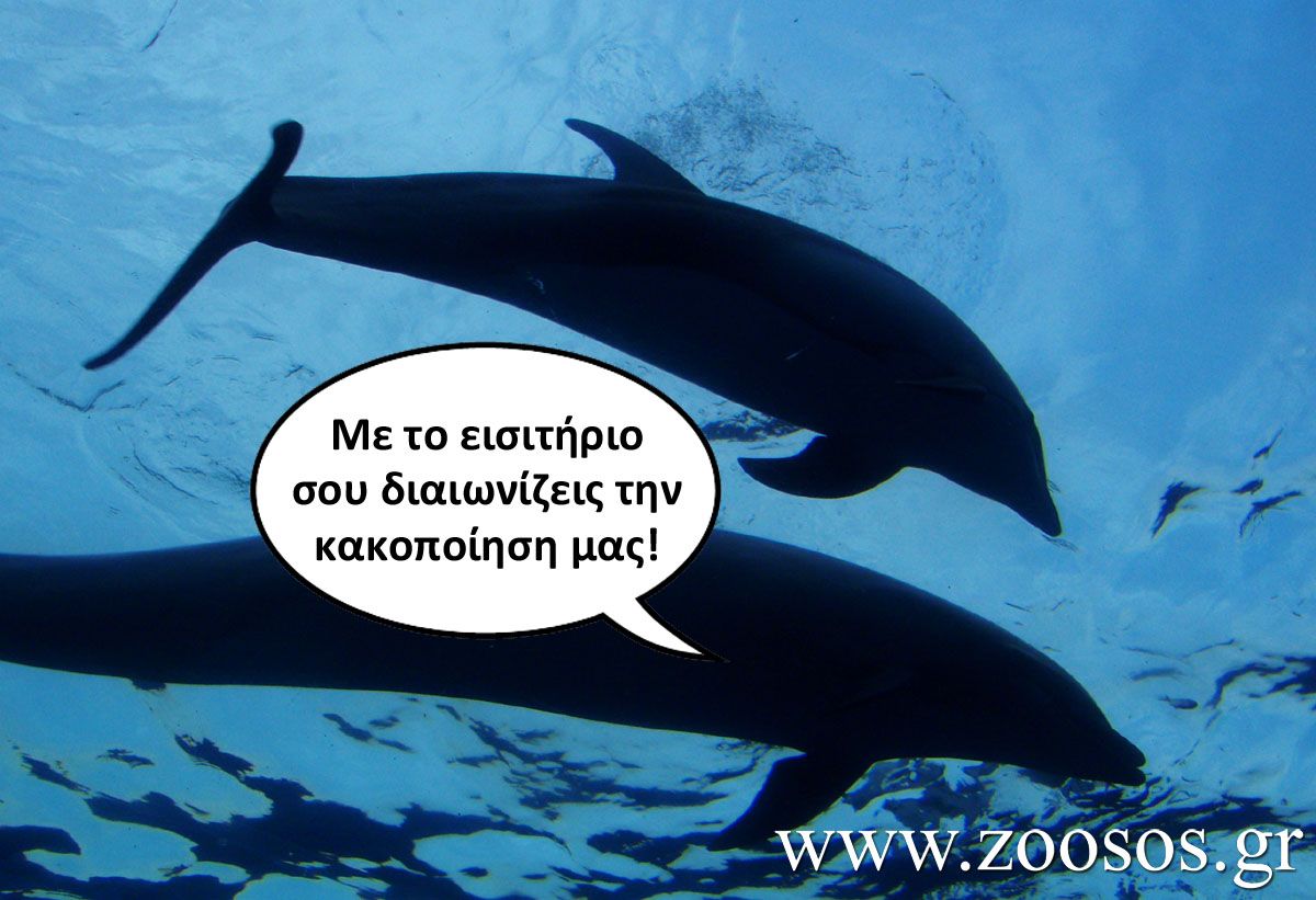 Διαμαρτυρία έξω από την ΕΡΤ για την αιχμαλωσία και εκμετάλλευση των δελφινιών και στη χώρα μας 3 DelfiniaKakopoiisiDelfinario