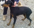 Έσωσαν την σκυλίτσα που αργοπέθαινε μέσα στο Καταφύγιο Αδέσποτων Ζώων Συντροφιάς Δήμου Κοζάνης