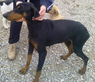 Έσωσαν την σκυλίτσα που αργοπέθαινε μέσα στο Καταφύγιο Αδέσποτων Ζώων Συντροφιάς Δήμου Κοζάνης