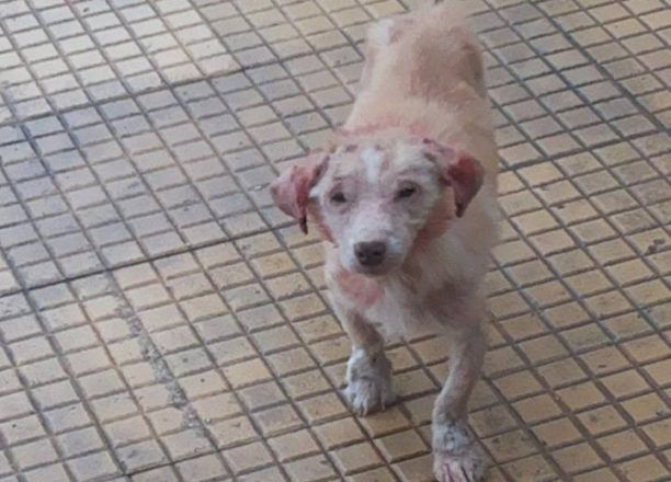 Έκκληση για τη σωτηρία του άρρωστου σκύλου στον Δομοκό