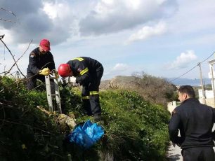 Ελιά Ηρακλείου Κρήτης: Βρήκαν 7 νεογέννητα κουτάβια πεταμένα σε πηγάδι