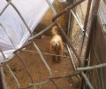 Καταδικάστηκε ο παράνομος εκτροφέας που πουλούσε σκυλιά στον Γέρακα