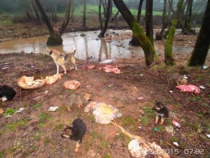 Πενταπλάτανος Γιαννιτσών: Έσφαξαν στον χώρο αναψυχής μια αγελάδα