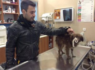Αιγάλεω: Έσωσαν την σκυλίτσα που ήταν εγκλωβισμένη επί 3 μήνες στο πάρκινγκ του ΙΚΕΑ