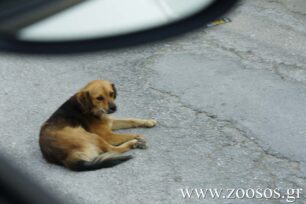 Πάτησε και σκότωσε τον σκύλο που κρατούσαν δύο κορίτσια στον Άγιο Νικόλαο