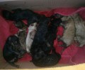 Καβάλα: Βρήκαν 9 νεογέννητα κουτάβια πεταμένα ζωντανά σε κάδο σκουπιδιών