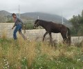 Κατασχέθηκαν τα 2 άλογα που κακοποιούσε στην Κεφαλλονιά ο ιδιοκτήτης τους