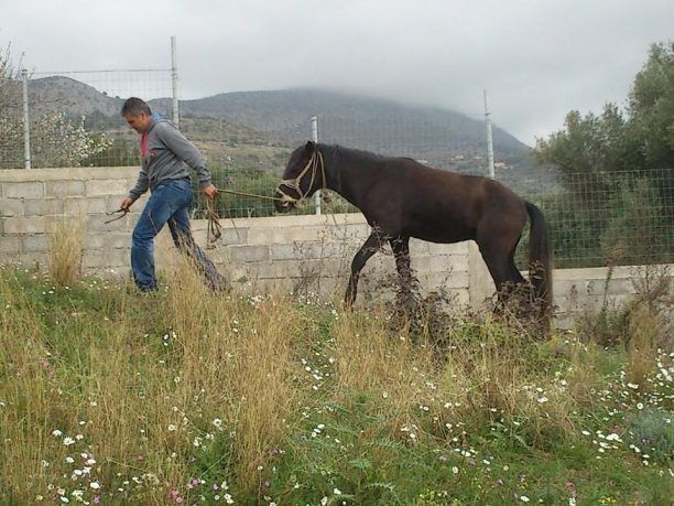 Κατασχέθηκαν τα 2 άλογα που κακοποιούσε στην Κεφαλλονιά ο ιδιοκτήτης τους