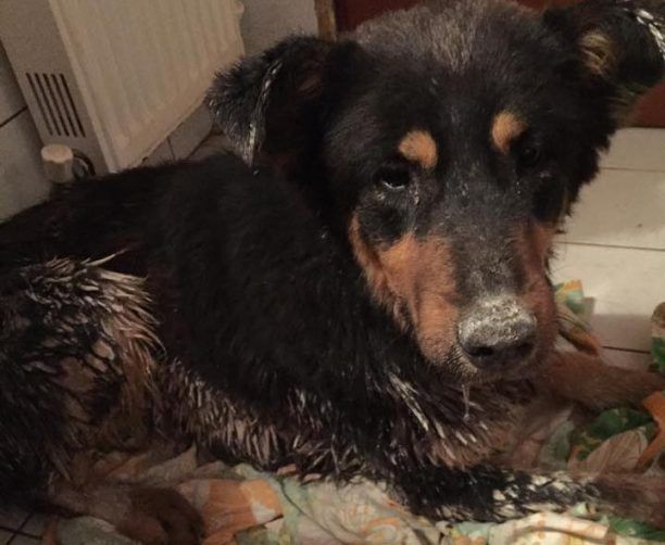 Κομοτηνή: Έσωσαν τον σκύλο που βρήκαν να καίγεται από τον ασβέστη