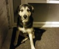 Θεσσαλονίκη: Εγκατέλειψαν τον σκύλο τους και εκείνος τους περιμένει έξω από το σπίτι