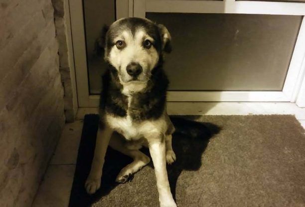 Θεσσαλονίκη: Εγκατέλειψαν τον σκύλο τους και εκείνος τους περιμένει έξω από το σπίτι