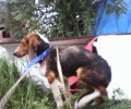 Σκελετωμένος άρρωστος και εγκαταλελειμμένος σκύλος στην Άνω Γλυφάδα