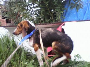 Σκελετωμένος άρρωστος και εγκαταλελειμμένος σκύλος στην Άνω Γλυφάδα
