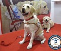 Η άγνοια της νομοθεσίας οδήγησε στην άρνηση εισόδου του σκύλου (συνοδού τυφλής) σε ταβέρνα