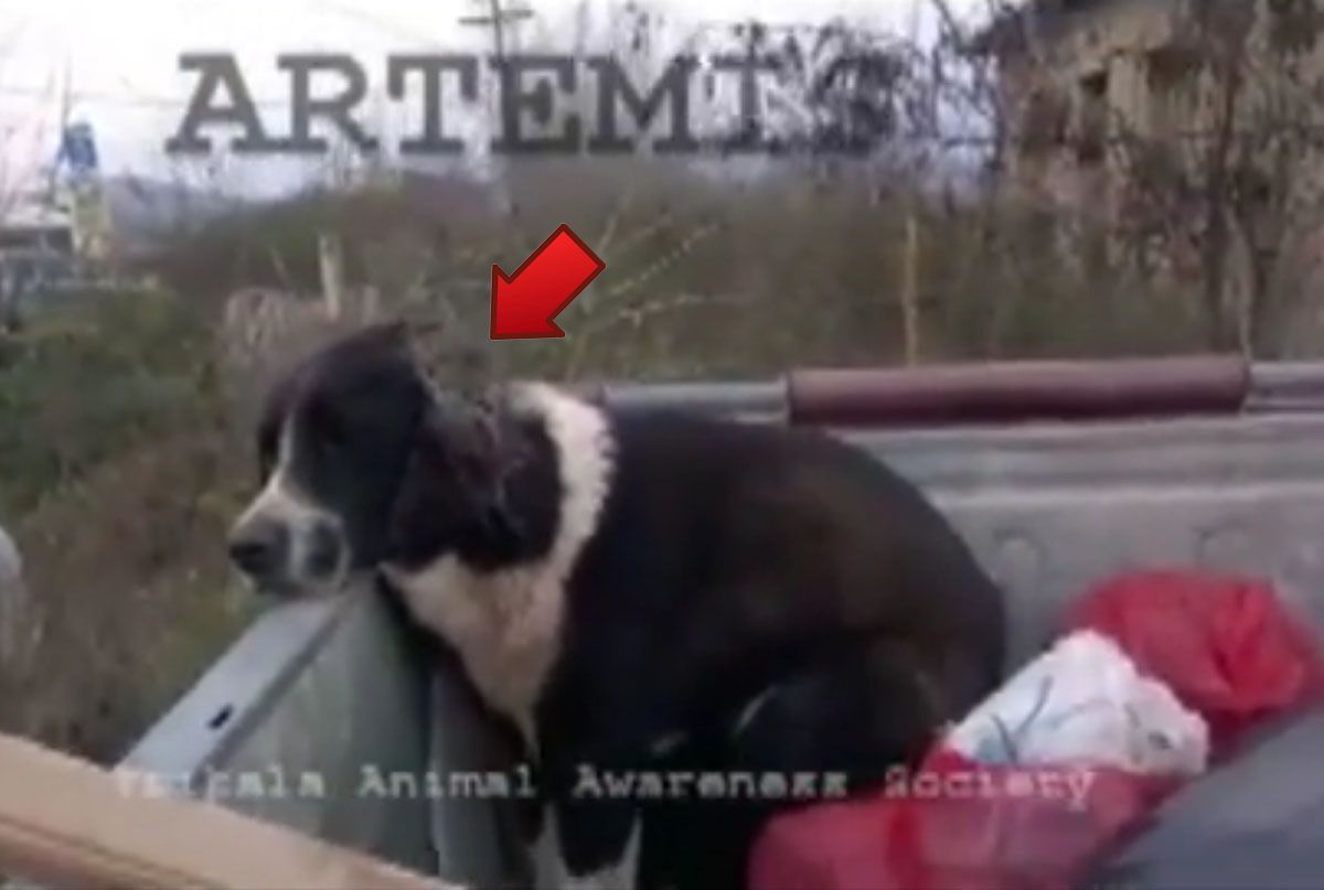 Σκύλος πυροβολημένος και χτυπημένος με τσεκούρι στο Λογγάκι Τρικάλων (βίντεο)