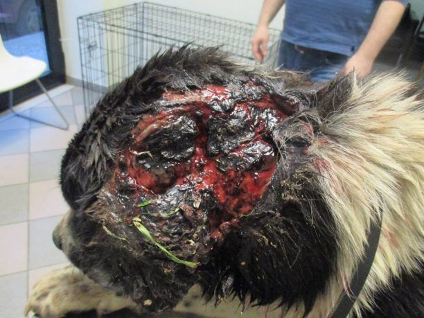Πέθανε ο σκύλος που πυροβολήθηκε και χτυπήθηκε με τσεκούρι στο Λογγάκι Τρικάλων (βίντεο)