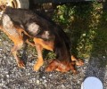 Σε κτηνιατρείο στο Λυγουριό το σκυλάκι που περιφερόταν σκελετωμένο στο Μετόχι Αργολίδας