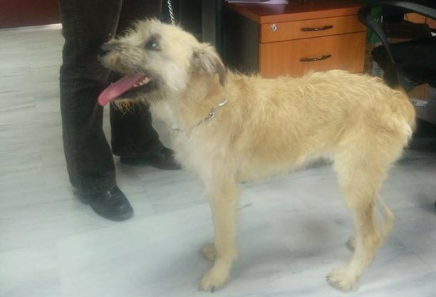 Βρέθηκε σκυλίτσα στην Κυψέλη της Αθήνας να σέρνει την αλυσίδα της