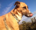Έχασαν τον σκύλο τους στην περιοχή του Λαγκαδά Θεσσαλονίκης