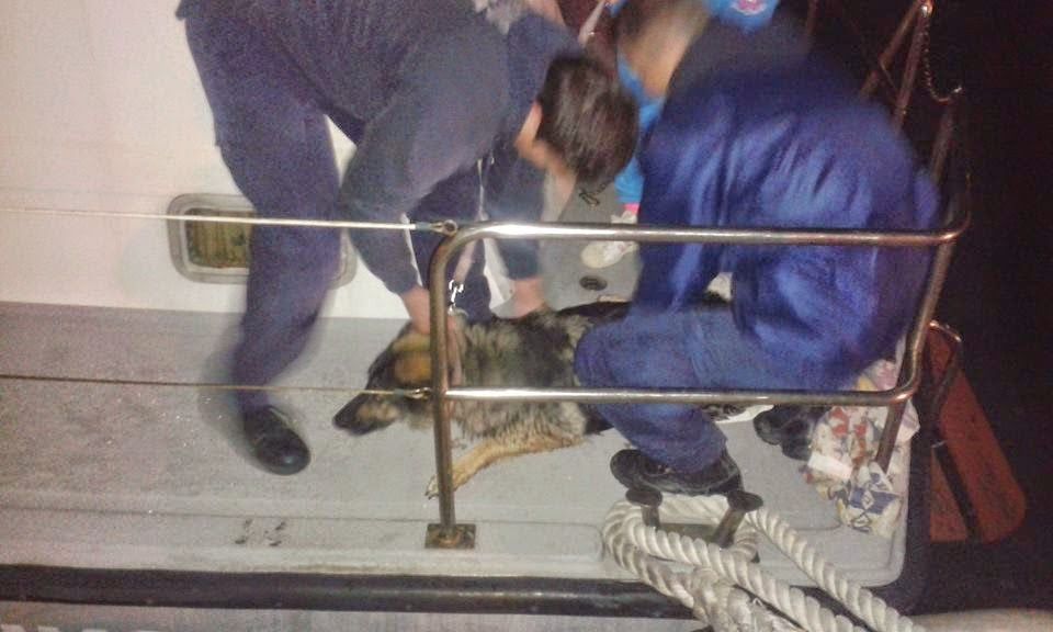 Ναύπλιο: Έσωσαν τον σκύλο που είχε εγκλωβιστεί σε απόκρημνη περιοχή
