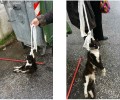 Βρήκε τη γάτα κρεμασμένη σε κάδο σκουπιδιών στην Νέα Ιωνία Αττικής