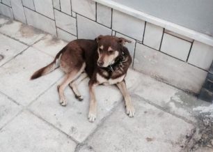 Εξόντωσαν τον σκύλο με φόλα στην Νέα Σμύρνη λίγο πριν το σώσουν οι φιλόζωοι