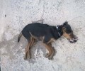 Το πτώμα του σκύλου επέπλεε στο λιμάνι της Νεάπολης Λακωνίας επί τρεις μέρες
