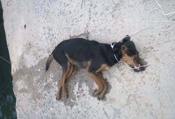 Το πτώμα του σκύλου επέπλεε στο λιμάνι της Νεάπολης Λακωνίας επί τρεις μέρες