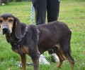 Νεόκαστρο Ναυπακτίας: Έσωσαν από την ασιτία τον σκύλο & αναζητούν ένα σπιτικό για να τον γλυτώσουν από τους κινδύνους
