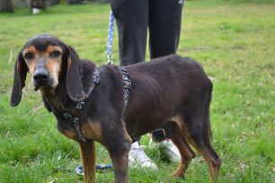 Νεόκαστρο Ναυπακτίας: Έσωσαν από την ασιτία τον σκύλο & αναζητούν ένα σπιτικό για να τον γλυτώσουν από τους κινδύνους