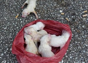 Βρήκαν τα κουτάβια πεταμένα ζωντανά στα σκουπίδια στον Νέο Σκοπό Σερρών